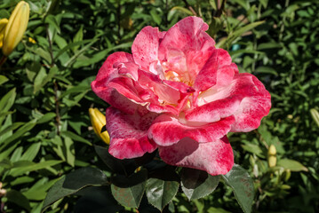 Garden Rose (Rosa hybrida) in garden