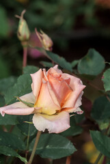 Garden Rose (Rosa hybrida) in garden