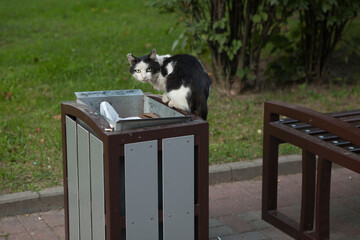 A homeless black-and-white street garbage cat sits in a city trash can and eats from it.
