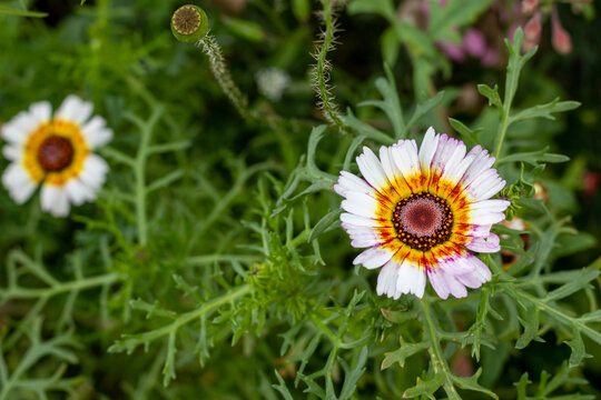 Venidium flower