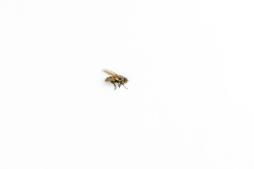 Dead fly on white background
