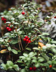 red berries on a branch