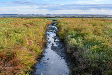 Wadden Sea with a ditch at low tide on Amrum Island, North Sea, North Frisian Island,...