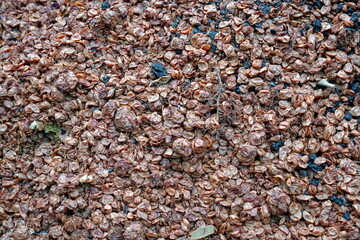 Marc of grapes or pomace on a pile as byproduct and garbage in winery. It is common in autumn after the grape harvest and processing the fruits for wine production.