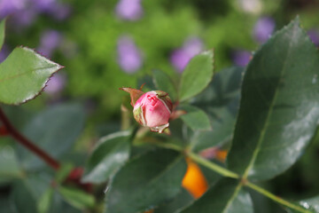 pink rose buds in the country
