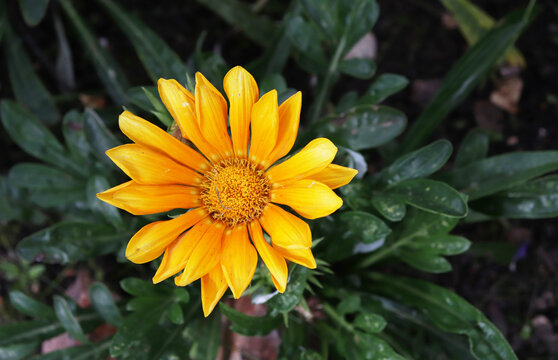 Gazania yellow flower in the garden