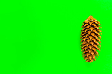 Pine cone on a green background. Horizontal banner. Copy space.