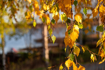 Yellow autumn leaves hanging down from a tree