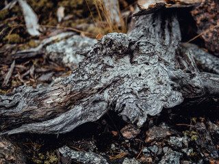 tree trunk with moss
