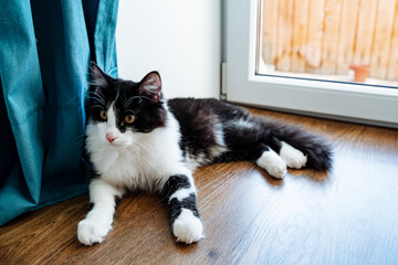 a black-and-white cat lies on the floor and looks up, a fluffy domestic kitten, a long-haired cat of the breed.