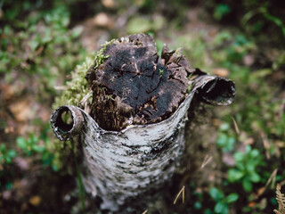 mushrooms on the tree