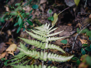 moss in the forest