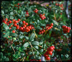 red berries on a branch