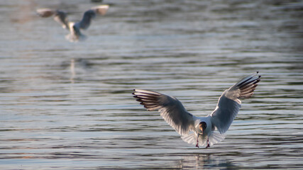 seagull flying over the water