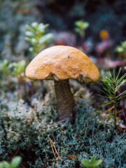 mushroom in the forest