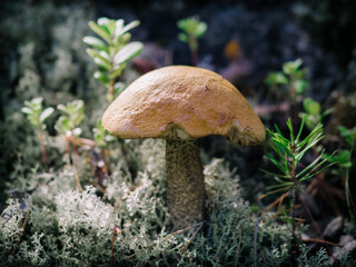 mushrooms in the forest