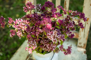 Obraz premium Fresh blooming oregano twigs