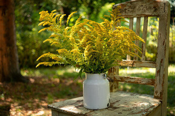 Canadian goldenrod in a white can, outdoors