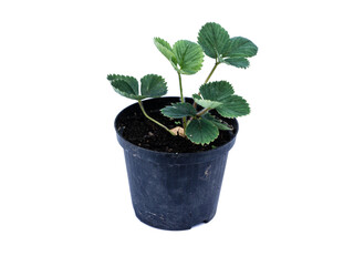 Strawberry plant in pot isolated on white background