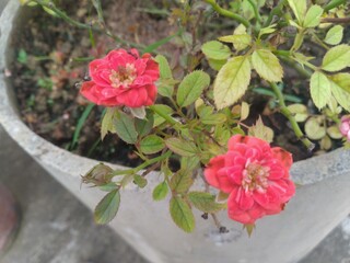 Red Rose