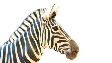 Young zebra close-up portrait isolated on white background