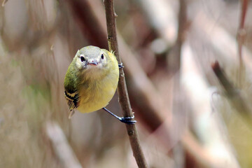 Reiser's Tyrannulet (Phyllomyias reiseri) ave rara, endemica e pouco conhecida do brasil
