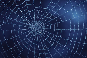 Photo of Cobweb with Water Droplets in Nature. Natural Darkblue Background with Pure Transparent Dew Drops on Spiderweb.