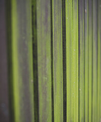 green wooden fence