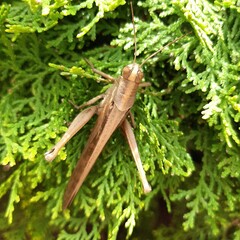grasshopper, insect, green, nature, macro, grass, animal, cricket, locust, bug, insects, closeup, leaf, close-up, summer, hopper, garden, antenna, wildlife, brown, pest, plant, jump, detail, leg