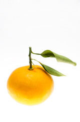 白バックに夏みかん