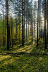 Fototapeta na wymiar Sunny morning in a pine forest.