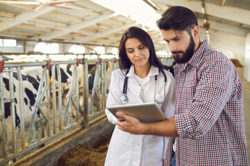 Serious young farmer and livestock veterinarian using tablet standing in cowshed