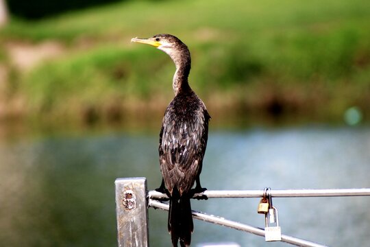 Ave acu&aacute;tica descansando en una baranda