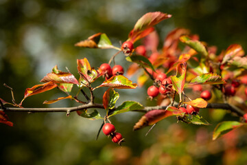 Herbstliches Laub mit Beeren