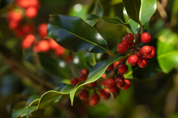Wild holly in its natural environment, in the forest, with its red berries hidden among the leaves,...