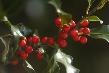 Wild holly in its natural environment, in the forest, with its red berries hidden among the leaves, near the small town of Luesia, in the upper area of the Cinco Villas region, Spain.
