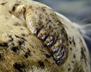 Harbor seal fore flipper