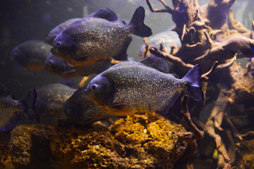 Pygocentrus nattereri, Piranha fish closeup in the aquarium