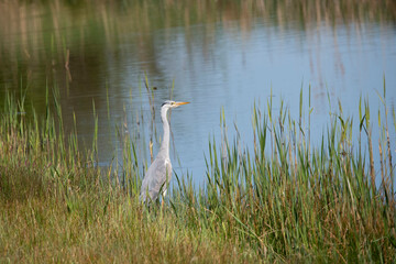 Grey Heron in the Weerribben the Netherlands.