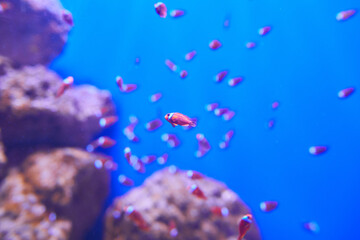 Tropical aquarium fish on its host animal with blurred corals in the background. Aquarium picture 