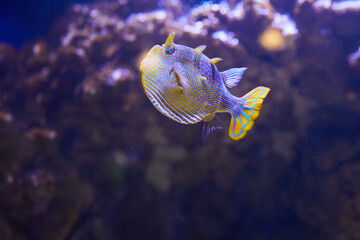 Aracana ornata marine fish, the ornate cowfish smimming in  aquarium.