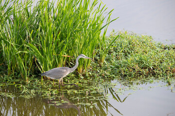 Grey Heron in the Weerribben the Netherlands.