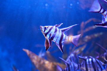 Old Wife (Enoplosus armatus) A black and white striped fish with a small head and long fins on top  swimming in aquarium
