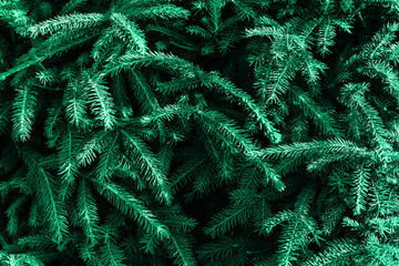 Green Christmas tree branches background.