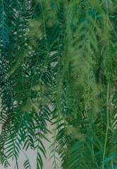 Ramas de un árbol colgando y moviéndose con la brisa del viento