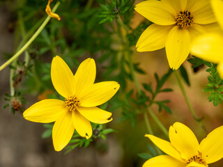 Close up of vibrant plumeria flowers great for a background