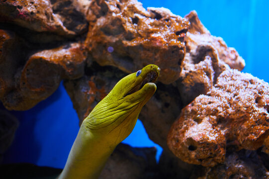 Green Moray Eel (Gymnothorax Funebris) Underwater Near The Coral Reef Close Up