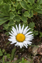 Fototapeta premium Arctic Daisy (Chrysanthemum arcticum) at Chowiet Island, Semidi Islands, Alaska, USA