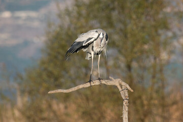 Grey Heron in the Weerribben the Netherlands.