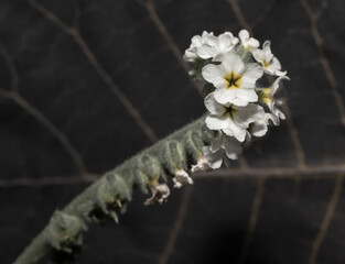 Micro flores blancas y amarillas